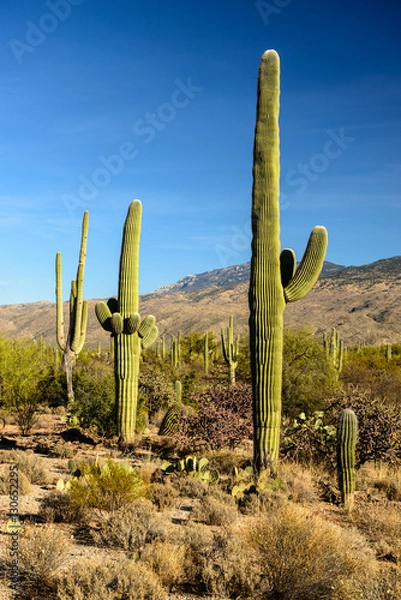 Obraz Saguaros
