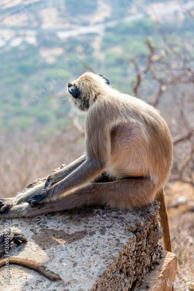 Obraz A thoughtful gray langur monkey sits overlooking the Indian mountains.