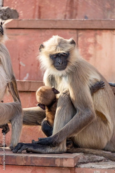 Obraz Protective mother monkey over baby monkey on the steps to Savitri Mata Temple, Pushkar, Rajasthan, India, 28 Jan 2024
