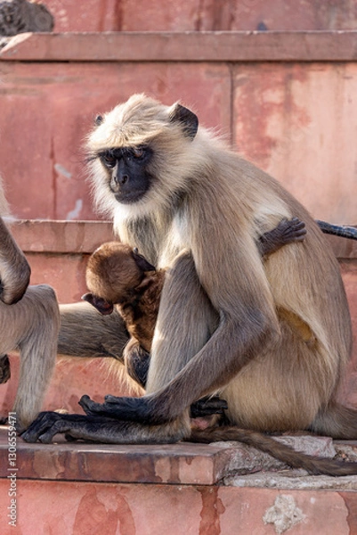 Obraz Protective mother monkey over baby monkey on the steps to Savitri Mata Temple, Pushkar, Rajasthan, India, 28 Jan 2024