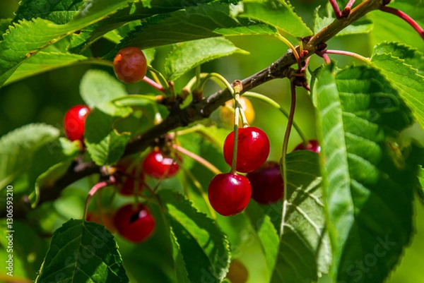 Obraz Ripe red cherries hanging on a tree branch under bright sunlight in a lush green environment during summer season