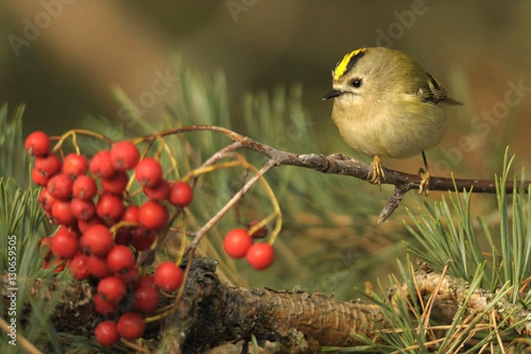 Obraz Regulus regulus na drzewie