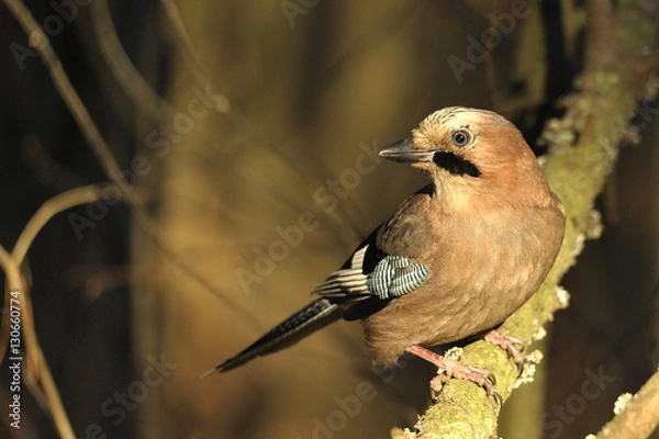 Fototapeta bird Garrulus glandarius 