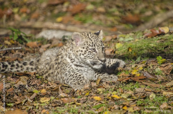 Fototapeta young persian leopard