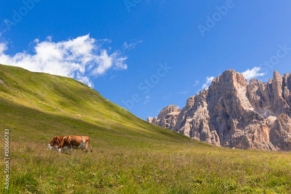 Fototapeta Mucche al pascolo in alta mongagna