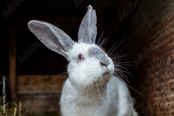 Fototapeta Белый кролик крупным планом