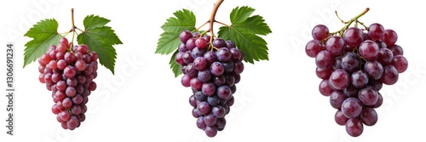 Fototapeta Red Grapes Display Diverse Shades in Bunches