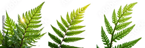 Fototapeta Backlit Fern Fronds Showcasing Green Variations and Maturity