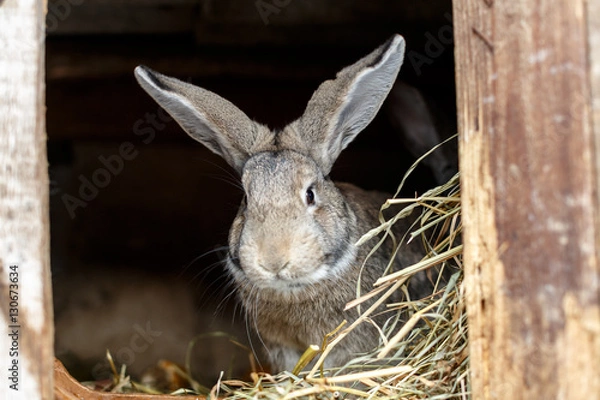 Fototapeta Серый кролик ест сухую траву
