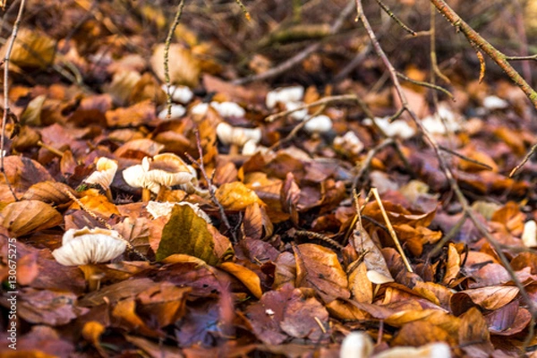 Fototapeta Parkentin