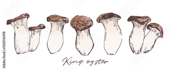 Obraz King trumpet mushrooms sketch drawing, hand drawn vector illustration