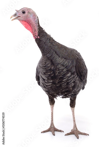 Obraz Dark turkey isolated.
