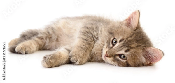 Obraz Kitten on white background.