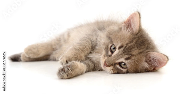 Obraz Kitten on white background.