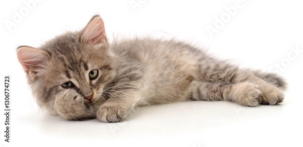 Obraz Kitten on white background.