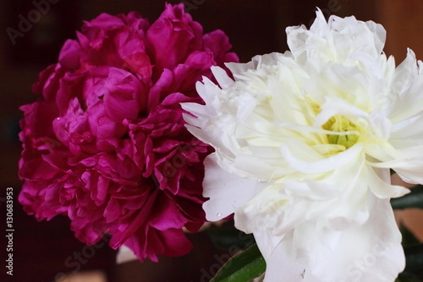 Obraz red and white peonies
