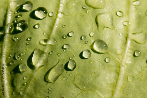 Fototapeta Large beautiful drops of transparent rain water on a green leaf macro. Droplets of water sparkle glare in morning sun . Beautiful leaf texture in nature. Natural background, free space.
