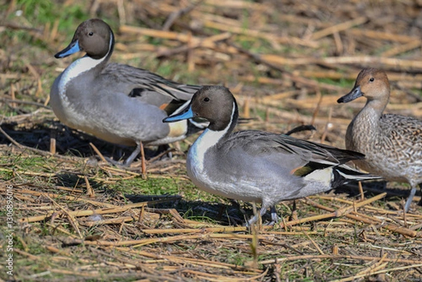 Obraz オナガガモの行進