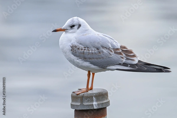 Obraz ユリカモメ第一回冬羽