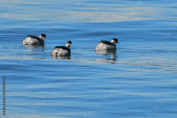 Obraz ハジロカイツブリ