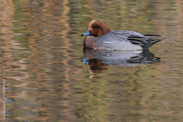 Obraz ヒドリガモ雄
