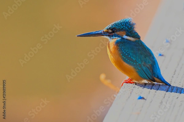 Obraz カワセミ雄