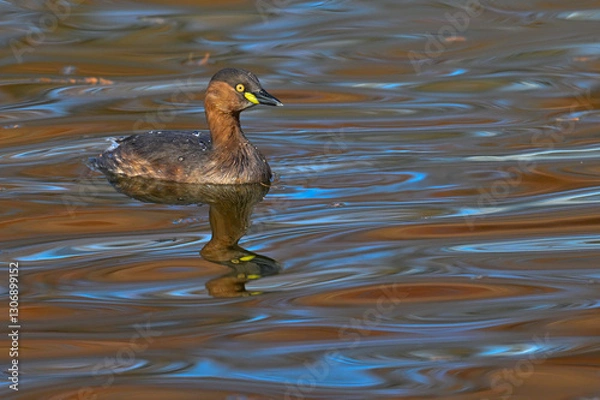 Obraz カイツブリと水面