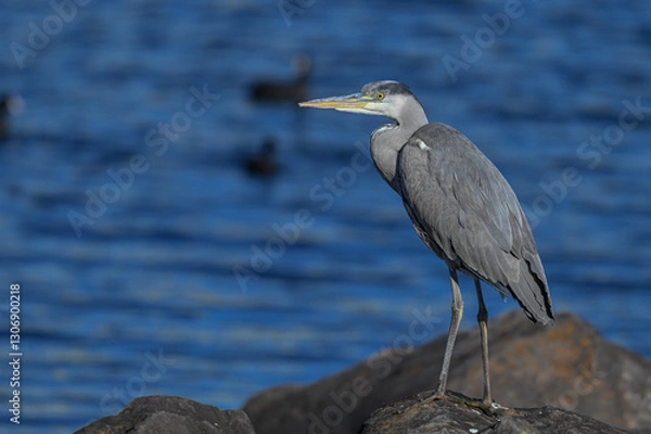 Obraz 多摩川のアオサギ
