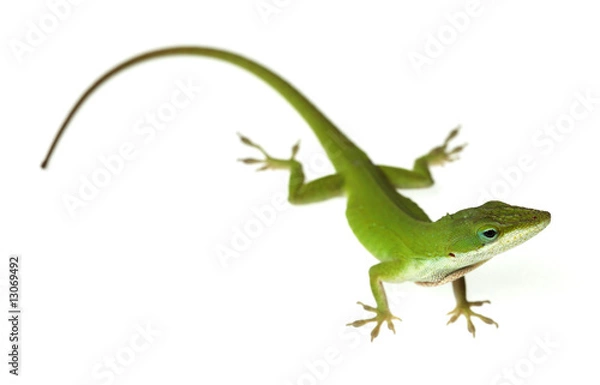 Fototapeta Jaszczurka