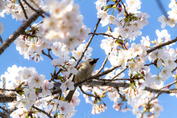 Obraz 桜とスズメ