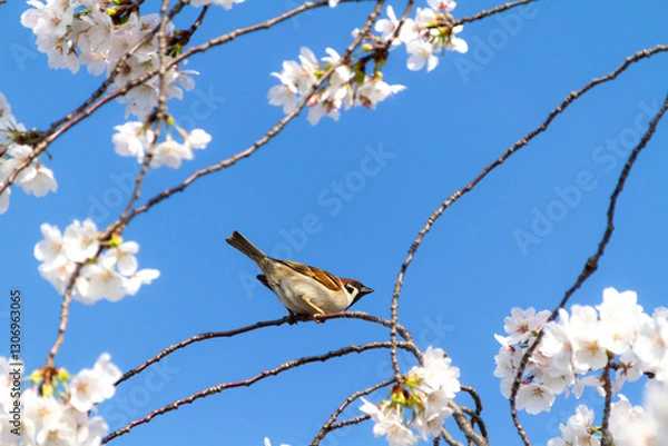 Obraz 桜とスズメ