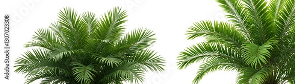 Fototapeta 緑の熱帯ヤシの葉のフレーム - 熱帯のアレンジメント。白い背景に隔離されたエキゾチックなジャングルの葉の密集した境界線、切り抜きのあるクリッピングパス。