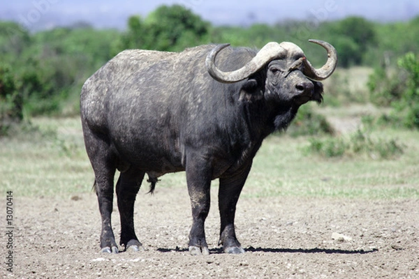 Obraz Buffle d'Afrique - Sweetwaters - Kenya