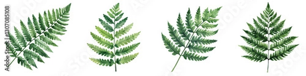 Obraz Detailed closeup view of delicate fern leaves and fronds against a lush green botanical background  Natural foliage pattern and texture create a soothing tranquil atmosphere  Organic