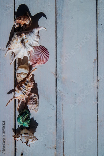 Fototapeta A composition of shells in the shade against a white wood background in a rustic style, showing coastal elements and a summer atmosphere.