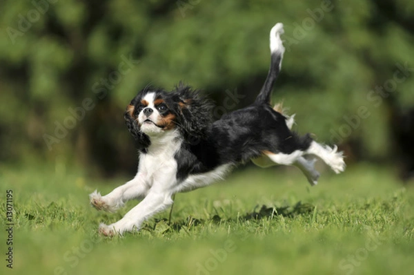 Obraz KING CHARLES SPANIEL