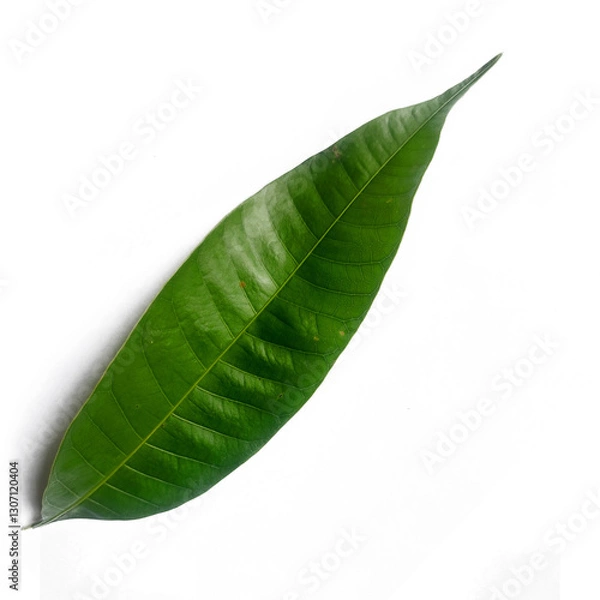 Fototapeta green Vine Oranges leaf isolated on white