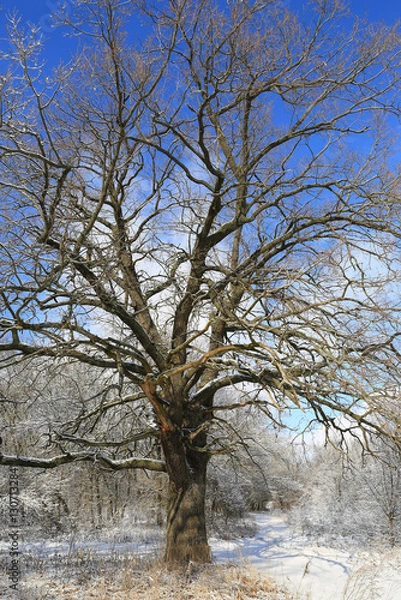 Obraz oak tree in winter forest