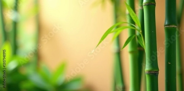 Fototapeta Green bamboo stalks against a soft focus peach background, garden, green, blur