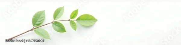 Fototapeta A branch on a white background with subtle gradient, isolated object, natural, solitary