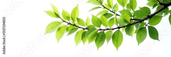 Obraz Large isolated tree branch with leaves on white background, single tree limb, isolated tree branch