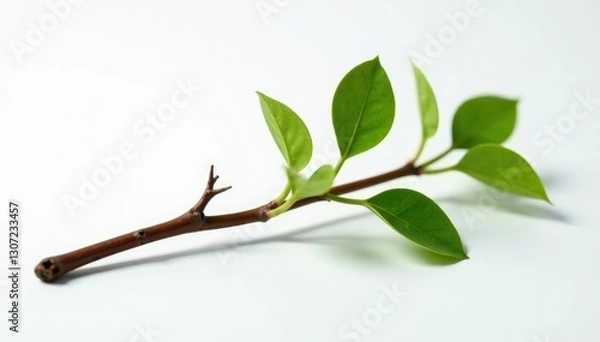 Fototapeta Single branch with unique curl isolated on white surface, texture, wood