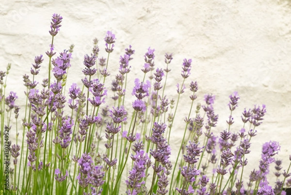 Obraz Side close up view of purple lavender flowers on white background in Cornwall, England
