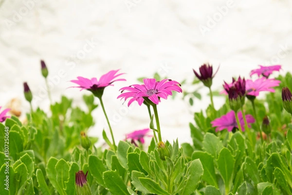 Obraz Side close up view of pink daisy gerbera flowers in Cornwall, England