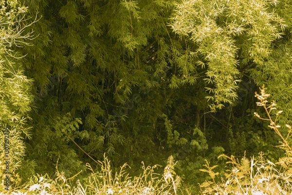 Fototapeta landscape of a dense bamboo grove in the shade with an area of ​​sunlit foliage forming a frame
