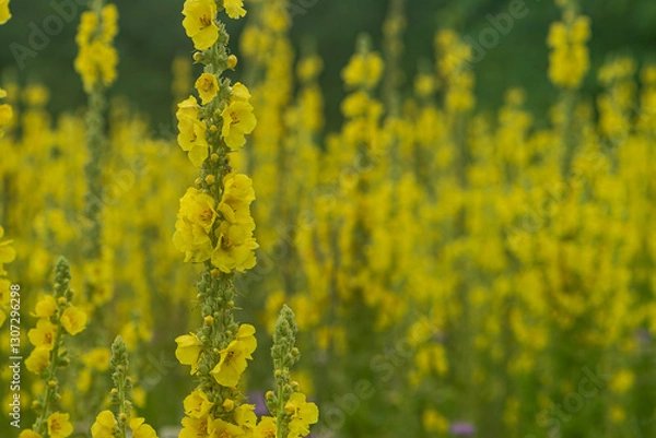 Obraz Mullein mass bloom