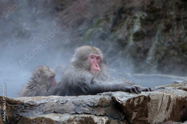 Obraz 温泉に入る猿　　地獄谷