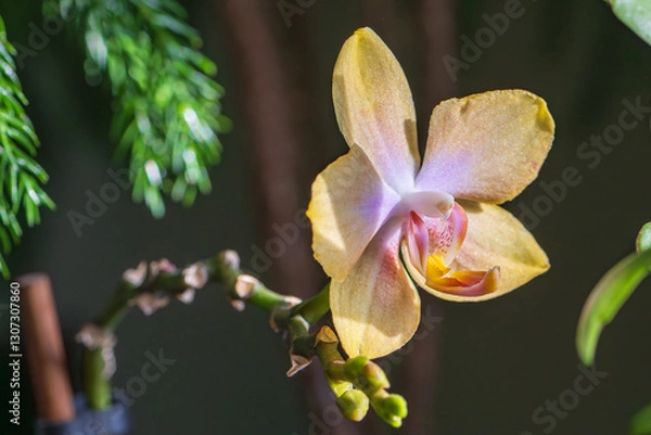 Obraz Yellow orchid