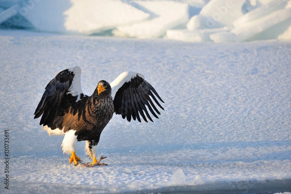 Fototapeta 大鷲の勇姿