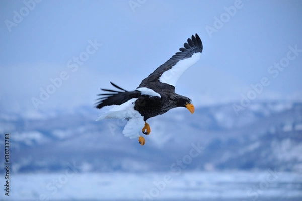 Fototapeta 氷海の勇姿